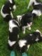 Newfoundland Dog Puppies for sale in Carlsbad, CA, USA. price: NA
