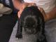 Newfoundland Dog Puppies for sale in San Francisco, CA, USA. price: NA