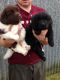 Newfoundland Dog Puppies for sale in Massachusetts Ave, Boston, MA, USA. price: NA