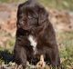 Newfoundland Dog Puppies for sale in Campbellsburg, KY 40011, USA. price: NA
