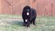 Newfoundland Dog Puppies for sale in Apple Creek, OH 44606, USA. price: $1,200
