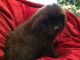 Newfoundland Dog Puppies for sale in Forest, OH 45843, USA. price: NA
