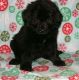Newfoundland Dog Puppies for sale in Mountain View, CA, USA. price: NA