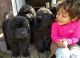 Newfoundland Dog Puppies for sale in Wooster, OH 44691, USA. price: NA