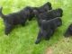 Newfoundland Dog Puppies for sale in Dallas, TX 75270, USA. price: NA