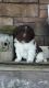Newfoundland Dog Puppies for sale in Dundee, OH 44624, USA. price: NA