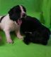Newfoundland Dog Puppies for sale in Washington, DC, USA. price: $600