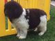 Newfoundland Dog Puppies for sale in Austin, TX, USA. price: NA