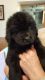 Newfoundland Dog Puppies for sale in Seattle, WA, USA. price: NA
