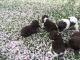 Newfoundland Dog Puppies for sale in Bloomfield Ave, Bloomfield, CT 06002, USA. price: NA