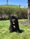 Newfoundland Dog Puppies for sale in Reading, PA 19605, USA. price: NA