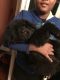 Newfoundland Dog Puppies for sale in Merrillville, IN, USA. price: NA