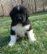 Newfoundland Dog Puppies for sale in California St, San Francisco, CA, USA. price: NA