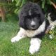 Newfoundland Dog Puppies for sale in Canton, OH, USA. price: NA