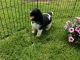 Newfoundland Dog Puppies for sale in Tecate, CA 91987, USA. price: NA