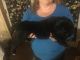 Newfoundland Dog Puppies for sale in Texas Ave, Houston, TX, USA. price: NA