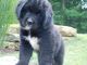Newfoundland Dog Puppies for sale in Dundee, OH 44624, USA. price: NA