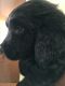 Newfoundland Dog Puppies for sale in Lancaster, OH 43130, USA. price: NA