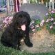 Newfoundland Dog Puppies for sale in Canton, OH, USA. price: NA