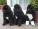 Newfoundland Dog Puppies for sale in Indianapolis Blvd, Hammond, IN, USA. price: NA