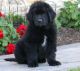 Newfoundland Dog Puppies for sale in San Francisco, CA, USA. price: NA