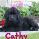 Newfoundland Dog Puppies for sale in Narvon, PA 17555, USA. price: $1,200