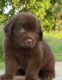 Newfoundland Dog Puppies for sale in Ohio St, Lawrence, KS, USA. price: NA