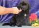 Newfoundland Dog Puppies for sale in Mackville Harrodsburg Rd, Mackville, KY 40040, USA. price: $500
