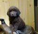 Newfoundland Dog Puppies for sale in Seattle, WA 98144, USA. price: NA