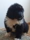 Newfoundland Dog Puppies for sale in Sherrodsville, OH 44675, USA. price: NA