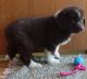 Newfoundland Dog Puppies for sale in Sherrodsville, OH 44675, USA. price: NA