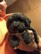 Newfoundland Dog Puppies for sale in Wheeling, MO 64688, USA. price: $250
