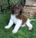 Newfoundland Dog Puppies for sale in Los Angeles, CA 90009, USA. price: NA