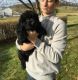 Newfoundland Dog Puppies for sale in Boston, MA, USA. price: $600