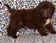 Newfoundland Dog Puppies for sale in Chicago, IL 60602, USA. price: $500