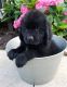 Newfoundland Dog Puppies for sale in Los Angeles, CA 90009, USA. price: NA