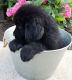 Newfoundland Dog Puppies for sale in Portland, OR 97207, USA. price: NA