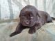 Newfoundland Dog Puppies for sale in Dresden, OH 43821, USA. price: NA