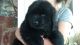 Newfoundland Dog Puppies for sale in 136 Churchtown Rd, Narvon, PA 17555, USA. price: $1,400