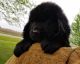 Newfoundland Dog Puppies for sale in Jamestown, IN 46147, USA. price: NA