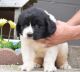 Newfoundland Dog Puppies for sale in Utah County, UT, USA. price: NA