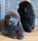 Newfoundland Dog Puppies for sale in Dallas, TX 75204, USA. price: NA