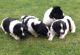 Newfoundland Dog Puppies for sale in Miami Beach, FL, USA. price: $500