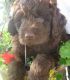Newfoundland Dog Puppies for sale in Warsaw, IN, USA. price: NA