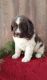 Newfoundland Dog Puppies for sale in Calabasas, CA, USA. price: NA