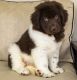 Newfoundland Dog Puppies for sale in Frisco, TX, USA. price: NA