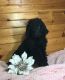 Newfoundland Dog Puppies for sale in Holmes County, OH, USA. price: NA