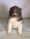 Newfoundland Dog Puppies for sale in Apple Creek, OH 44606, USA. price: NA