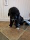 Newfoundland Dog Puppies for sale in Sidney, NY, USA. price: NA
