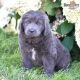 Newfoundland Dog Puppies for sale in Millersburg, OH 44654, USA. price: NA